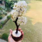 Clear Quartz Tree Benefits